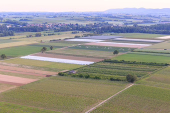 Vue aérienne de Plantation fruitière d'Eier-Meier à le quartier Mühlhofen in Billigheim-Ingenheim dans le département Rhénanie-Palatinat, Allemagne
