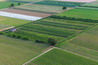 Photographie aérienne de Plantation fruitière d'Eier-Meier à le quartier Mühlhofen in Billigheim-Ingenheim dans le département Rhénanie-Palatinat, Allemagne