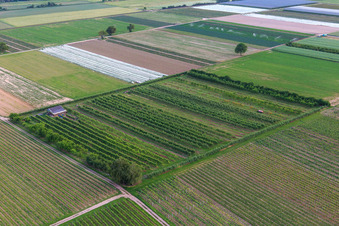Vue oblique de Plantation fruitière d'Eier-Meier à le quartier Mühlhofen in Billigheim-Ingenheim dans le département Rhénanie-Palatinat, Allemagne