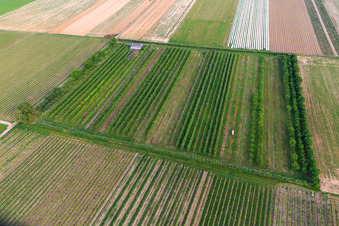 Plantation fruitière d'Eier-Meier à le quartier Mühlhofen in Billigheim-Ingenheim dans le département Rhénanie-Palatinat, Allemagne vue d'en haut