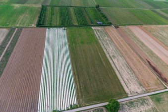 Plantation fruitière d'Eier-Meier à le quartier Mühlhofen in Billigheim-Ingenheim dans le département Rhénanie-Palatinat, Allemagne depuis l'avion