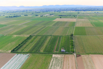 Plantation fruitière d'Eier-Meier à le quartier Mühlhofen in Billigheim-Ingenheim dans le département Rhénanie-Palatinat, Allemagne vue du ciel