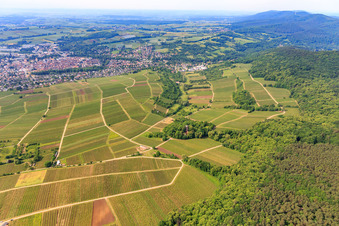 Vue aérienne de Vignoble de Sonnenberg côté français à le quartier Schweigen in Schweigen-Rechtenbach dans le département Rhénanie-Palatinat, Allemagne