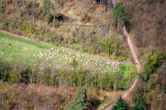 Vue aérienne de Troupeau de moutons dans une clairière forestière à Kandel dans le département Rhénanie-Palatinat, Allemagne