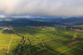 Vue aérienne de Vignobles entre Ranschbach et Siebeldingen à le quartier Arzheim in Landau in der Pfalz dans le département Rhénanie-Palatinat, Allemagne