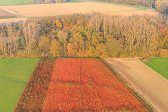 Vue aérienne de Champs colorés en automne à Neupotz dans le département Rhénanie-Palatinat, Allemagne