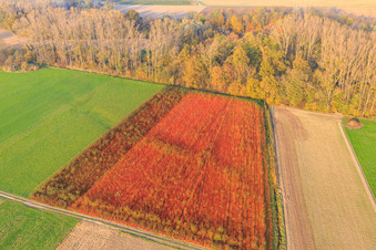 Vue aérienne de Champs colorés en automne à Neupotz dans le département Rhénanie-Palatinat, Allemagne