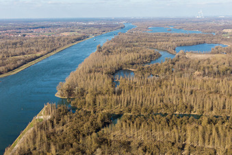 Vue aérienne de Prairies du Rhin avec forêt de saules argentés à le quartier Plittersdorf in Rastatt dans le département Bade-Wurtemberg, Allemagne