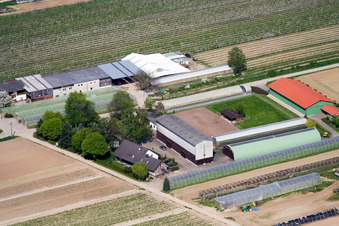 Vue aérienne de Uwe Nauerth - Production de tabac à Kandel dans le département Rhénanie-Palatinat, Allemagne