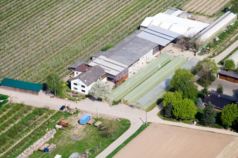 Vue aérienne de Ferme d'une ferme de fruits et d'asperges Zapf Hofmarkt à Kandel dans le département Rhénanie-Palatinat, Allemagne