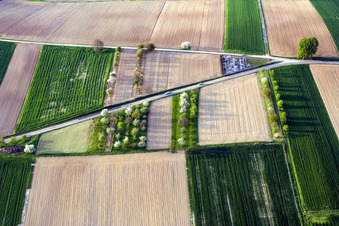 Vue aérienne de Arbres fruitiers en fleurs avec des ombres causées par la lumière du soleil sur un champ inculte à une bifurcation routière à Hoffen dans le département Bas Rhin, France