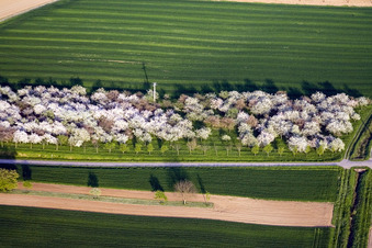 Reimerswiller dans le département Bas Rhin, France d'en haut