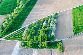 Surbourg dans le département Bas Rhin, France vu d'un drone