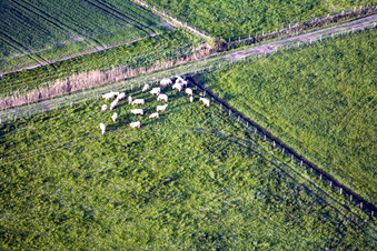 Surbourg dans le département Bas Rhin, France d'en haut