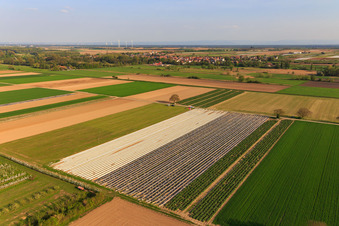 Vue aérienne de Champ d'asperges sous papillote et champ de rhubarbe à le quartier Mühlhofen in Billigheim-Ingenheim dans le département Rhénanie-Palatinat, Allemagne