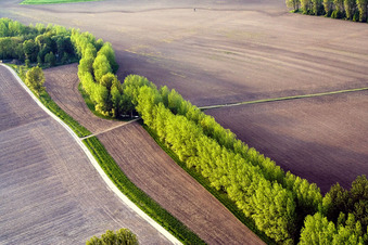 Vue aérienne de Rangée d'arbres le long d'une route de campagne au bord d'un champ à Biblisheim dans le département Bas Rhin, France