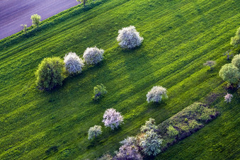 Vue aérienne de Arbres fruitiers à fleurs blanches sur une prairie verte à Durrenbach à Walbourg dans le département Bas Rhin, France