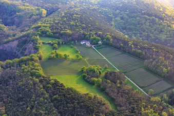 Vue aérienne de Domaine viticole d'Odinstal dans une clairière sur les hauteurs de la forêt du Palatinat à Wachenheim an der Weinstraße dans le département Rhénanie-Palatinat, Allemagne