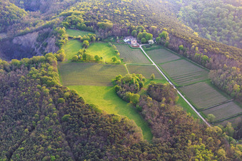 Photographie aérienne de Domaine viticole d'Odinstal dans une clairière sur les hauteurs de la forêt du Palatinat à Wachenheim an der Weinstraße dans le département Rhénanie-Palatinat, Allemagne