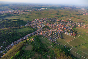 Vue aérienne de Vue de la ville depuis le sud-est avec Wachtenburg (ruine du château de Wachenheim) entouré de rangées de vignes à Wachenheim an der Weinstraße dans le département Rhénanie-Palatinat, Allemagne