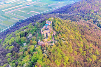 Ruines du château de Madenburg sur une montagne aux couleurs automnales dans la forêt du Palatinat depuis le nord à Eschbach dans le département Rhénanie-Palatinat, Allemagne hors des airs