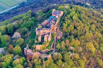 Ruines du château de Madenburg sur une montagne aux couleurs automnales dans la forêt du Palatinat depuis le nord à Eschbach dans le département Rhénanie-Palatinat, Allemagne vue d'en haut