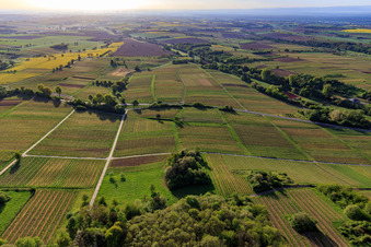 Vue aérienne de Vignobles du Palatinat du Sud vus de l'ouest au printemps à Dörrenbach dans le département Rhénanie-Palatinat, Allemagne