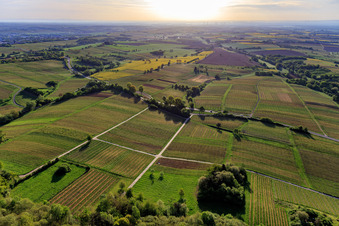 Vue aérienne de Vignobles du Palatinat du Sud vus de l'ouest au printemps à Dörrenbach dans le département Rhénanie-Palatinat, Allemagne