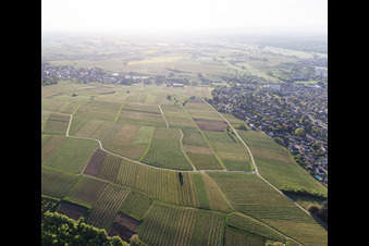 Vue aérienne de Vignoble de Sonnenberg à Wissembourg dans le département Bas Rhin, France