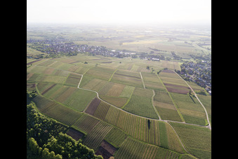 Vue aérienne de Vignoble de Sonnenberg à Wissembourg dans le département Bas Rhin, France