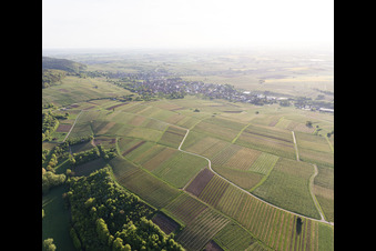 Photographie aérienne de Vignoble de Sonnenberg à Wissembourg dans le département Bas Rhin, France