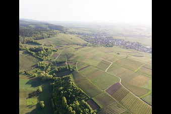 Vue oblique de Vignoble de Sonnenberg à Wissembourg dans le département Bas Rhin, France