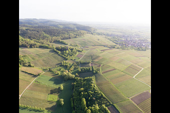 Vignoble de Sonnenberg à Wissembourg dans le département Bas Rhin, France d'en haut