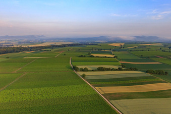 Vue aérienne de Les plaines de Horbach le matin à le quartier Ingenheim in Billigheim-Ingenheim dans le département Rhénanie-Palatinat, Allemagne