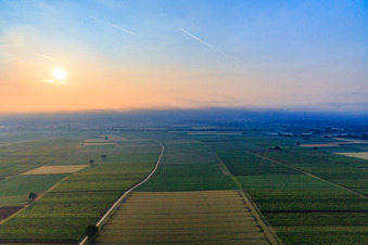 Vue aérienne de Les plaines de Horbach dans la brume matinale à le quartier Ingenheim in Billigheim-Ingenheim dans le département Rhénanie-Palatinat, Allemagne
