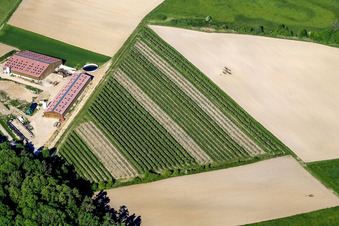 Vue aérienne de Vignoble près de Wissembourg à Rott dans le département Bas Rhin, France
