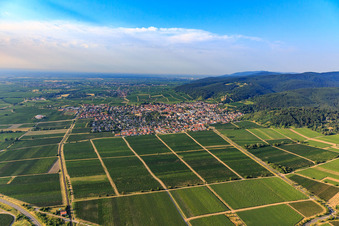 Vue aérienne de Vue de la ville depuis le nord à Wachenheim an der Weinstraße dans le département Rhénanie-Palatinat, Allemagne