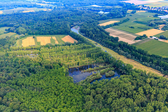 Vue aérienne de Plantation de peupliers dans les prairies du Rhin à Michelsbach à Hördt dans le département Rhénanie-Palatinat, Allemagne