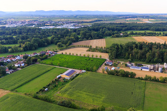 Vue aérienne de Labyrinthe de maïs à Seehof à Steinweiler dans le département Rhénanie-Palatinat, Allemagne