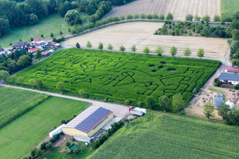 Vue aérienne de Labyrinthe - Labyrinthe sur un champ de maïs à Seehof à Steinweiler dans le département Rhénanie-Palatinat, Allemagne