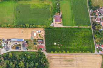 Labyrinthe de maïs, lieu de mariage et salon de plage Seehof à Steinweiler dans le département Rhénanie-Palatinat, Allemagne du point de vue du drone