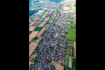 Vue aérienne de Vue du village en bordure des champs agricoles et des terres agricoles à le quartier Niederlustadt in Lustadt dans le département Rhénanie-Palatinat, Allemagne