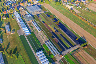 Vue aérienne de Champs et serres colorés près de Fünfhausen à le quartier Ochsenwerder in Hamburg dans le département Hambourg, Allemagne