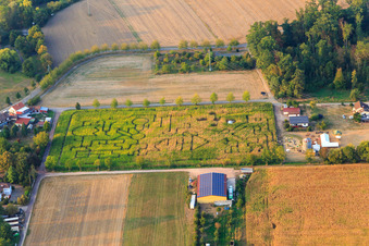 Photographie aérienne de Labyrinthe de maïs à Seehof à Steinweiler dans le département Rhénanie-Palatinat, Allemagne