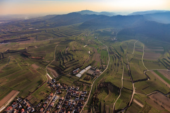 Vue aérienne de Vignobles en terrasses sur le Kaiserstuhl à Bahlingen am Kaiserstuhl dans le département Bade-Wurtemberg, Allemagne