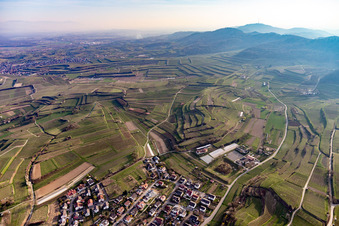 Vue aérienne de Paysage viticole des régions viticoles de Bahlingen dans le Kaiserstuhl à Bahlingen am Kaiserstuhl dans le département Bade-Wurtemberg, Allemagne
