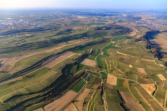 Vue aérienne de Vignobles en terrasses dans la région de Kaiserstuhl, près de la vallée de Wihlbach à Bahlingen am Kaiserstuhl dans le département Bade-Wurtemberg, Allemagne