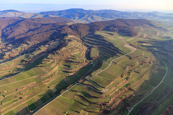 Vue aérienne de Vignobles en terrasses sur le Kaiserstuhl à le quartier Kiechlinsbergen in Endingen am Kaiserstuhl dans le département Bade-Wurtemberg, Allemagne