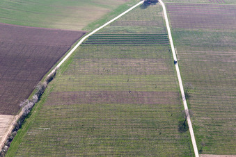 Vue aérienne de Chasse en battue dans le vignoble à Billigheim-Ingenheim dans le département Rhénanie-Palatinat, Allemagne