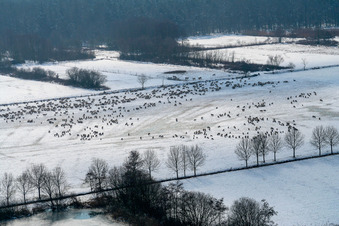 Vue aérienne de Pâturage d'hiver avec troupeau de moutons dans l'Otterbachtal avec troupeau de moutons à Freckenfeld à Freckenfeld dans le département Rhénanie-Palatinat, Allemagne